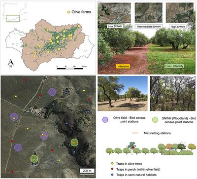 Persistence of Seed Dispersal in Agroecosystems: Effects of Landscape Modification and Intensive Soil Management Practices in Avian Frugivores, Frugivory and Seed Deposition in Olive Croplands